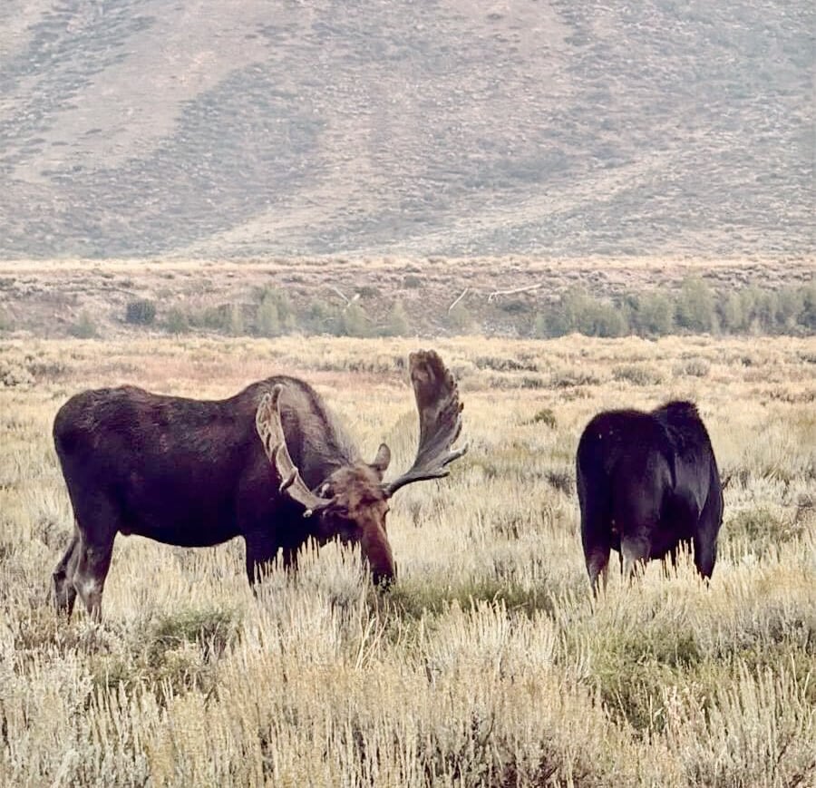 sfc_camp_moose Moose in Grand Teton National Park
